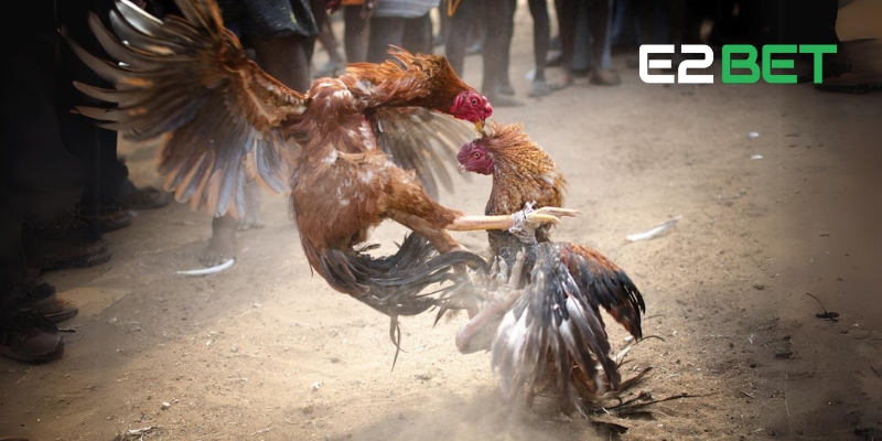 Tham Gia Đá Gà E2BET - Cược Thú Vị, Nhận Giải Thưởng Lớn 2 Tìm hiểu luật chơi Đá Gà E2BET