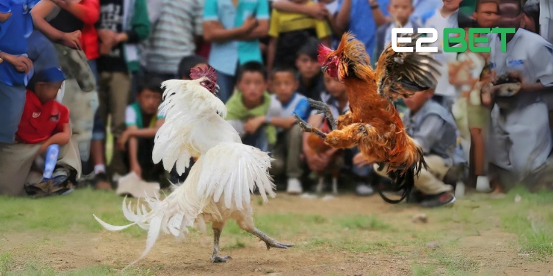 Đá Gà Trực Tiếp E2BET: Sân Chơi Dành Cho Người Đam Mê Chọi Gà 1 Tổng quan về đá gà trực tiếp E2BET