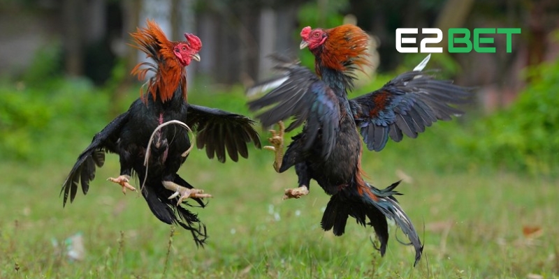 Đá Gà Trực Tiếp E2BET: Sân Chơi Dành Cho Người Đam Mê Chọi Gà 2 Điểm danh các loại hình đá gà trực tiếp E2BET hot nhất